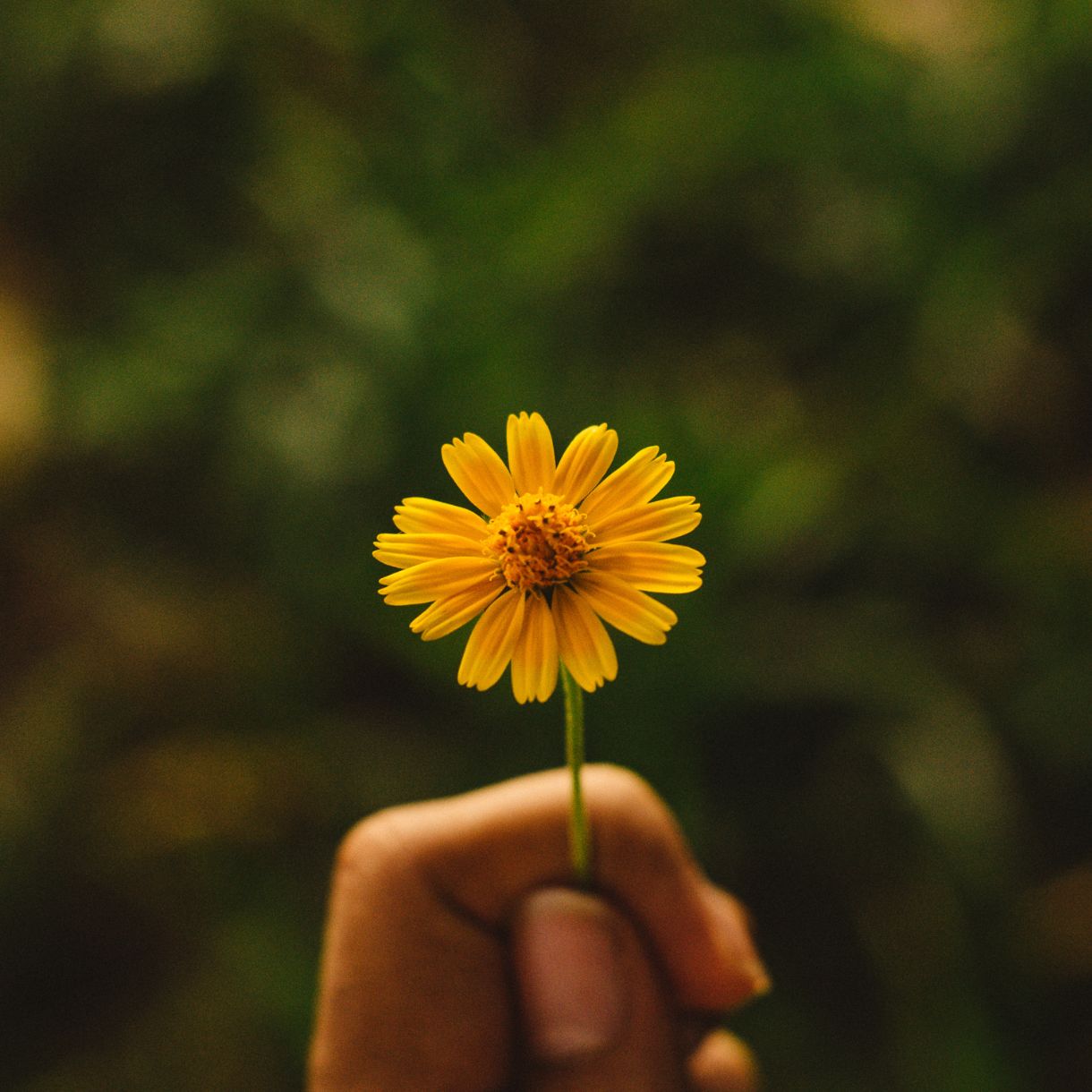 A hand holding a yellow flower